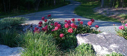 Peony KANSAS