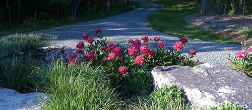 Peony KANSAS